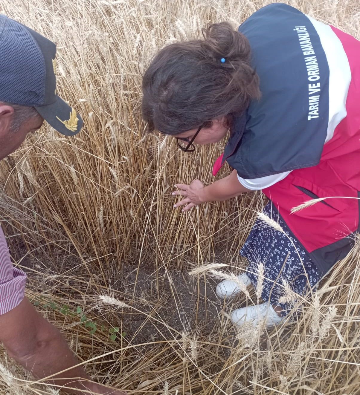Aslanapa’da dolu ve sel afeti sonrası tarım arazilerinde hasar tespiti

