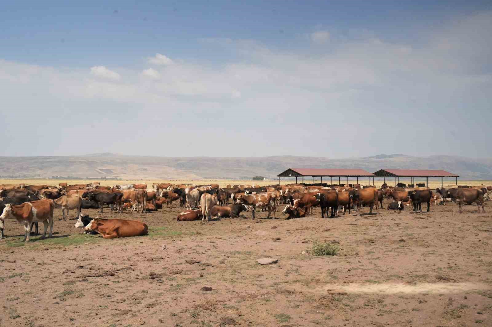 Muş’ta mandalar şap hastalığına karşı suda yüzdürülüyor
