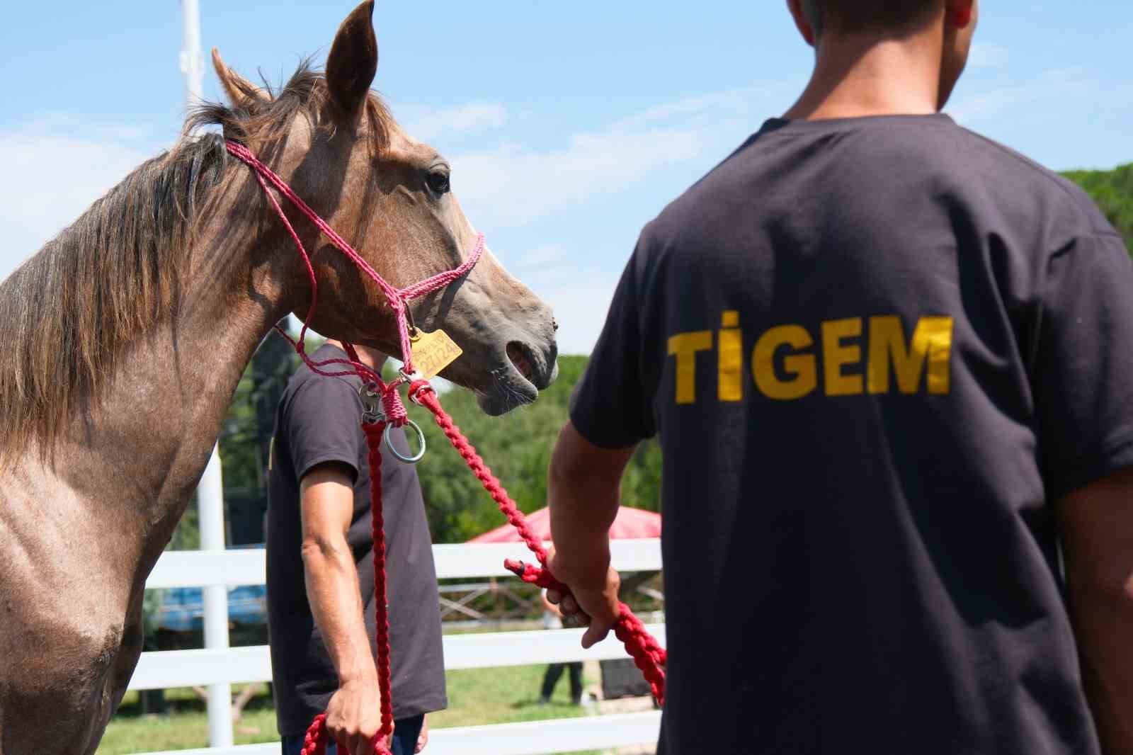 TİGEM tay satışı ve koşulardan bu yıl 500 milyon lira gelir bekliyor
