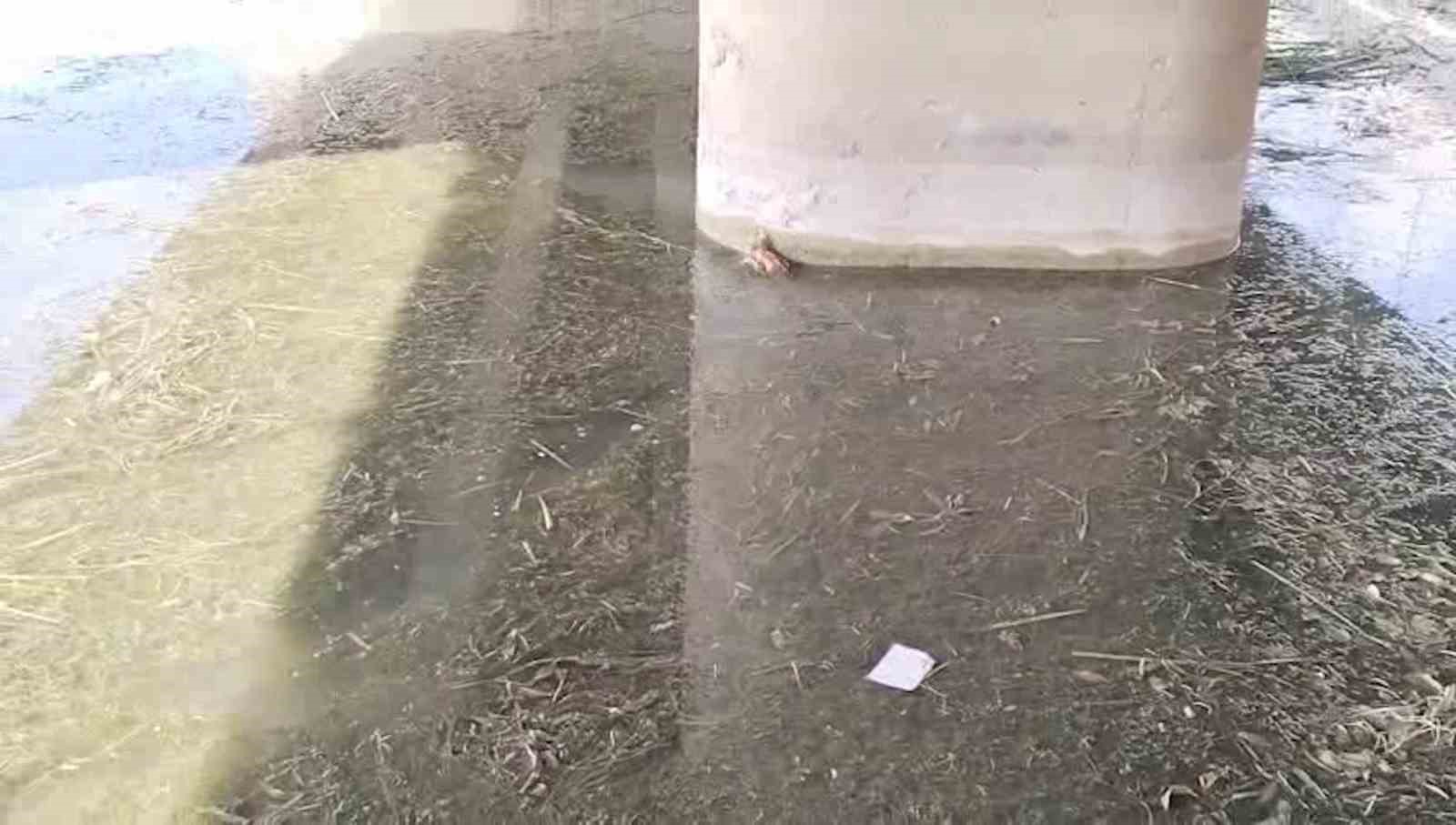 Çaya düşüp hayatta kalma mücadelesi veren yavru kediyi ekipler kurtardı
