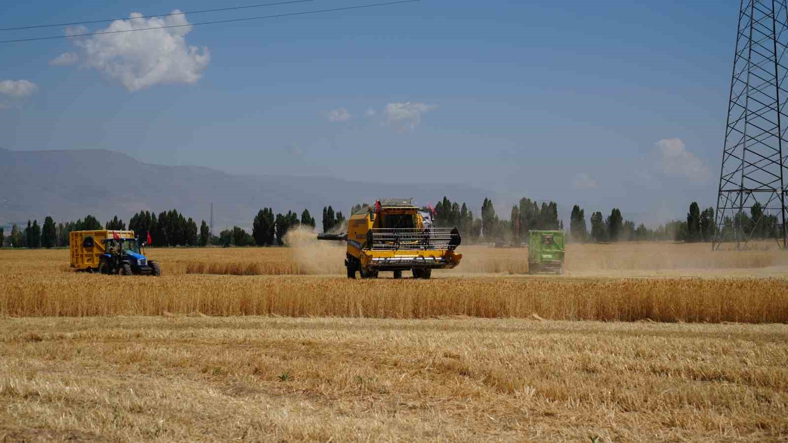 Atatürk Üniversitesi’nde buğday hasadı vakti