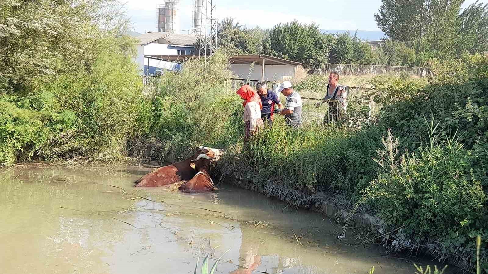 G&ouml;lete d&uuml;şen inekler kep&ccedil;e ile kurtarıldı
