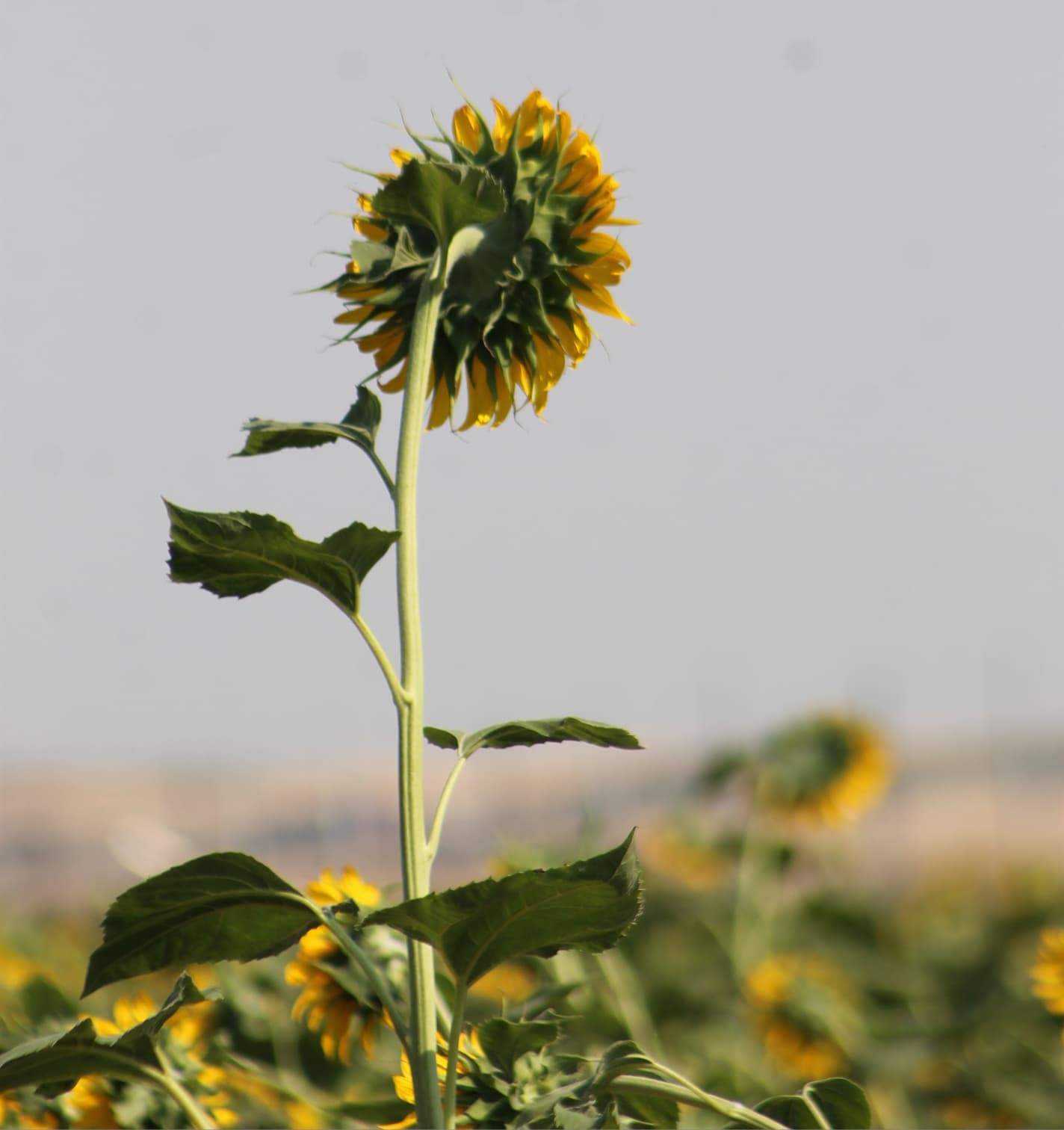 Trakya Birlik’in ayçiçeği avans fiyatına tepki: "Çiftçi şokta"
