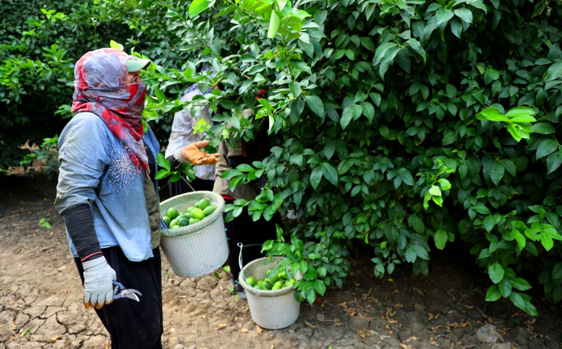 Limonda fiyatı düşürecek hasat başladı