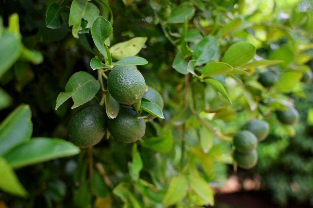 Limonda fiyatı düşürecek hasat başladı
