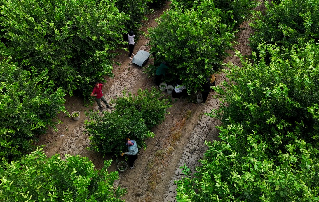 Limonda fiyatı düşürecek hasat başladı