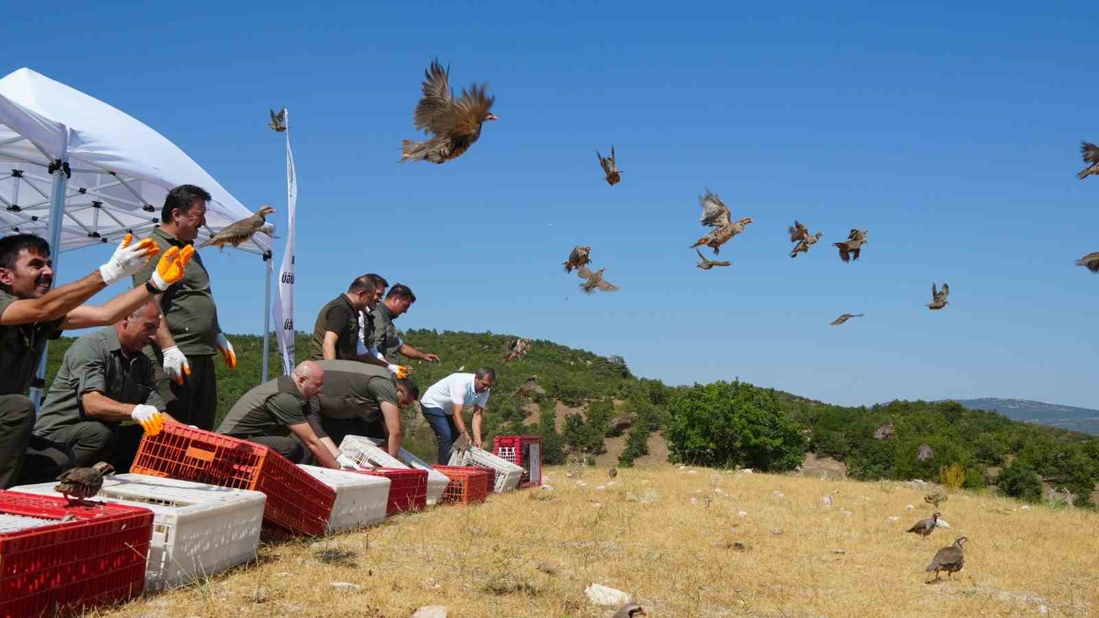 Kenelere karşı mücadele sürüyor: 1 milyona yakın keklik doğaya salındı

