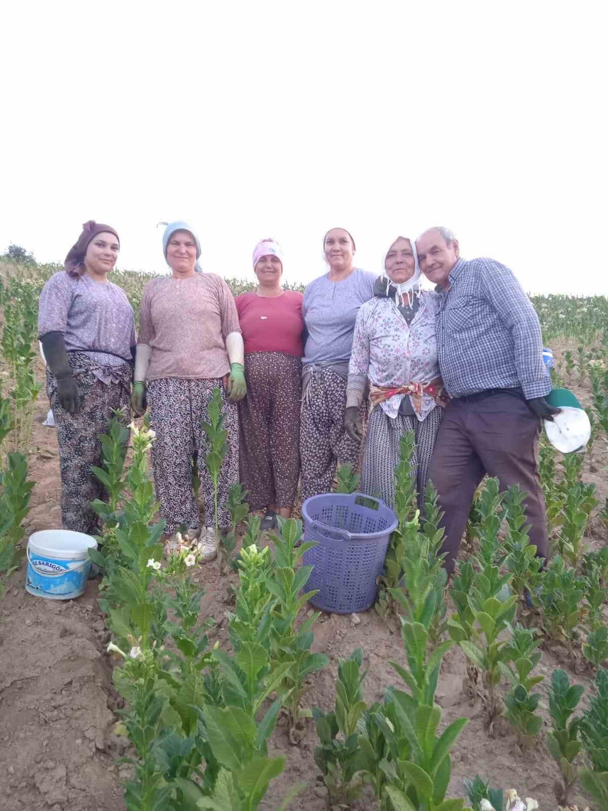 Buldan’da kekik ve tütün üreticilerinin yüzü gülüyor
