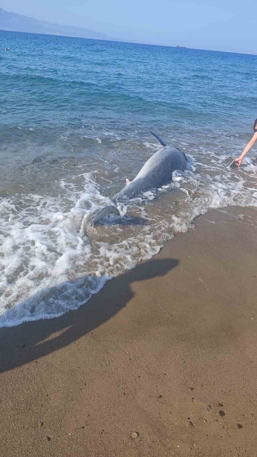 Bodrum’da ölü yunus sahile vurdu turistler şok oldu
