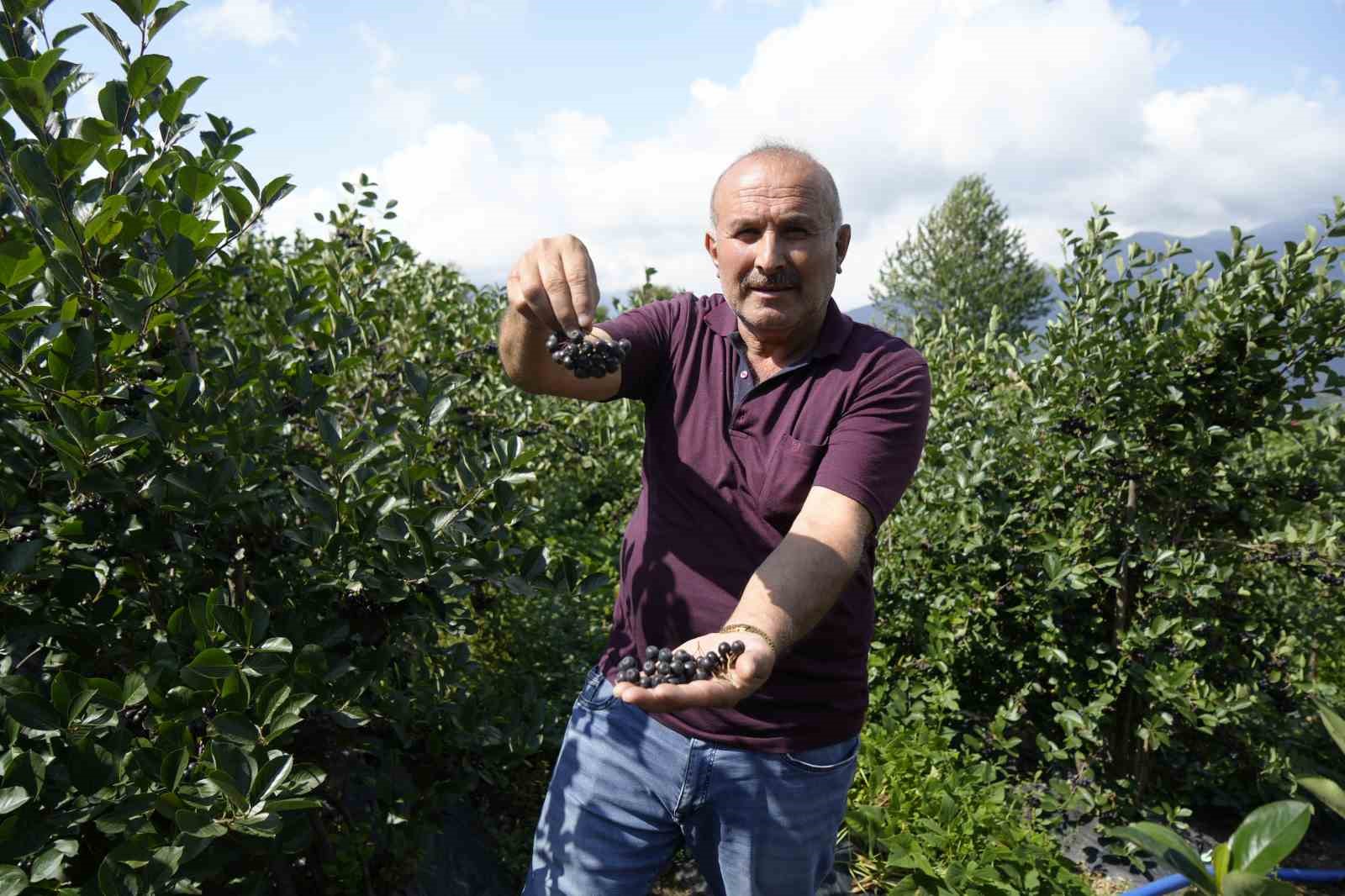 G&uuml;m&uuml;şhane&rsquo;de &lsquo;s&uuml;per meyve&rsquo; aronya y&uuml;ksek verime ulaştı
