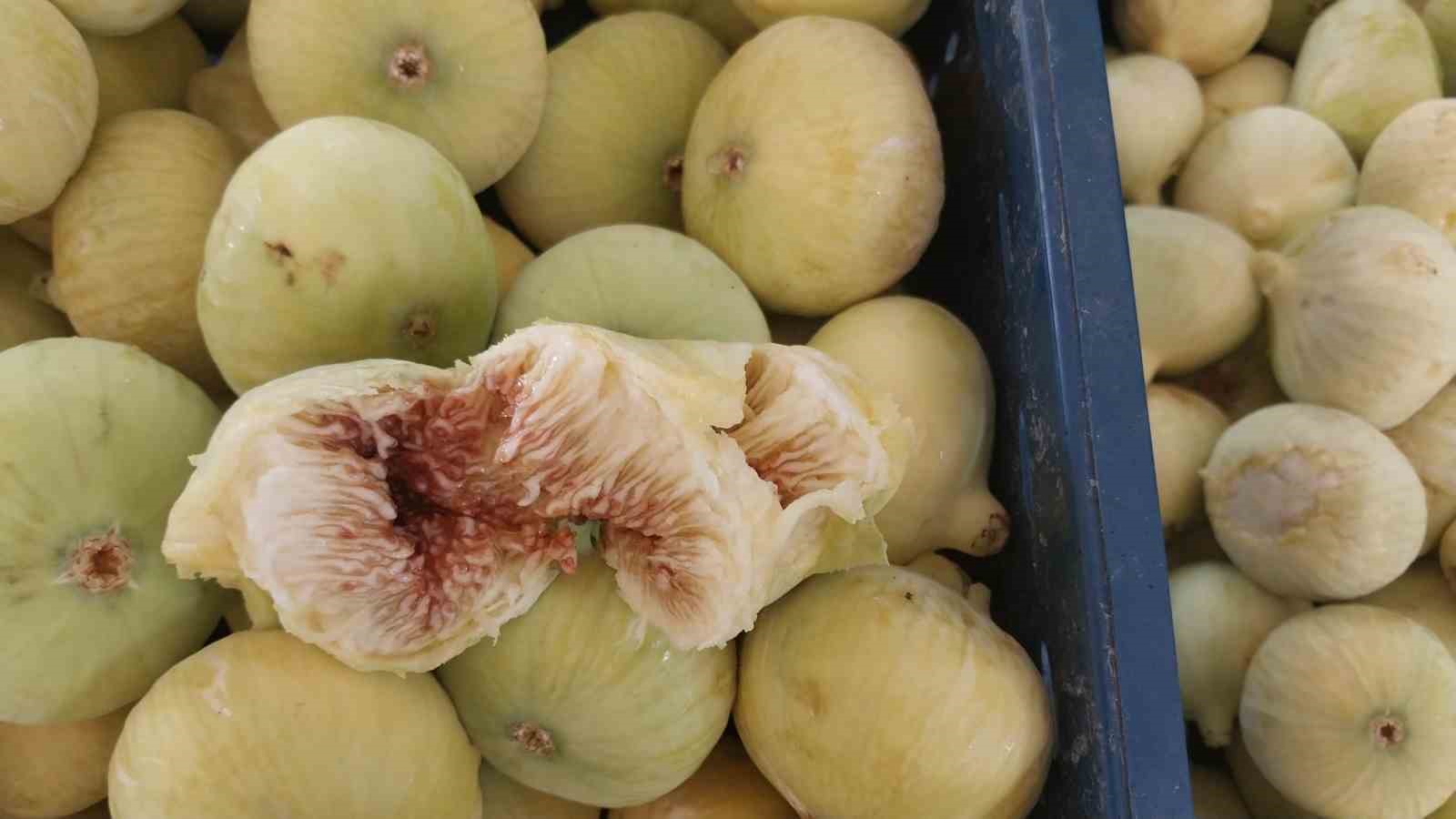 Altından bal damlayan incir üreticisinin yüzü güldü
