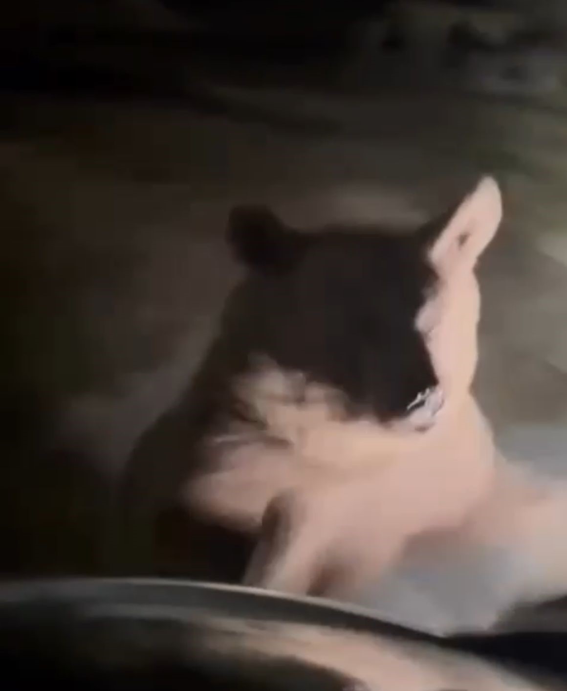 Uludağ&rsquo;da ayıları g&ouml;rmek isteyen vatandaşlardan tehlikeli hareketler
