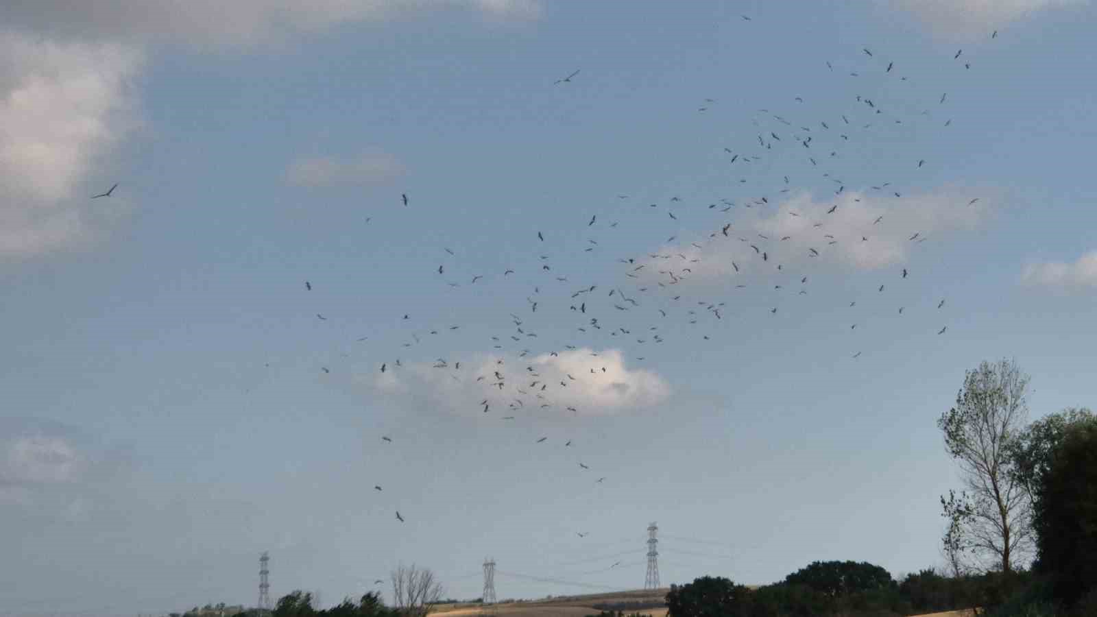 Afrika yolculuğu öncesi binlerce leylek gölette buluştu
