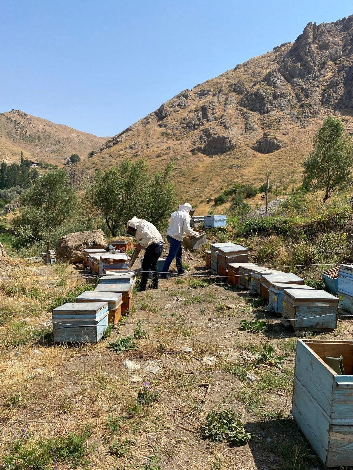 Beytüşşebap yaylalarında hayvanlara sağlık kontrolü
