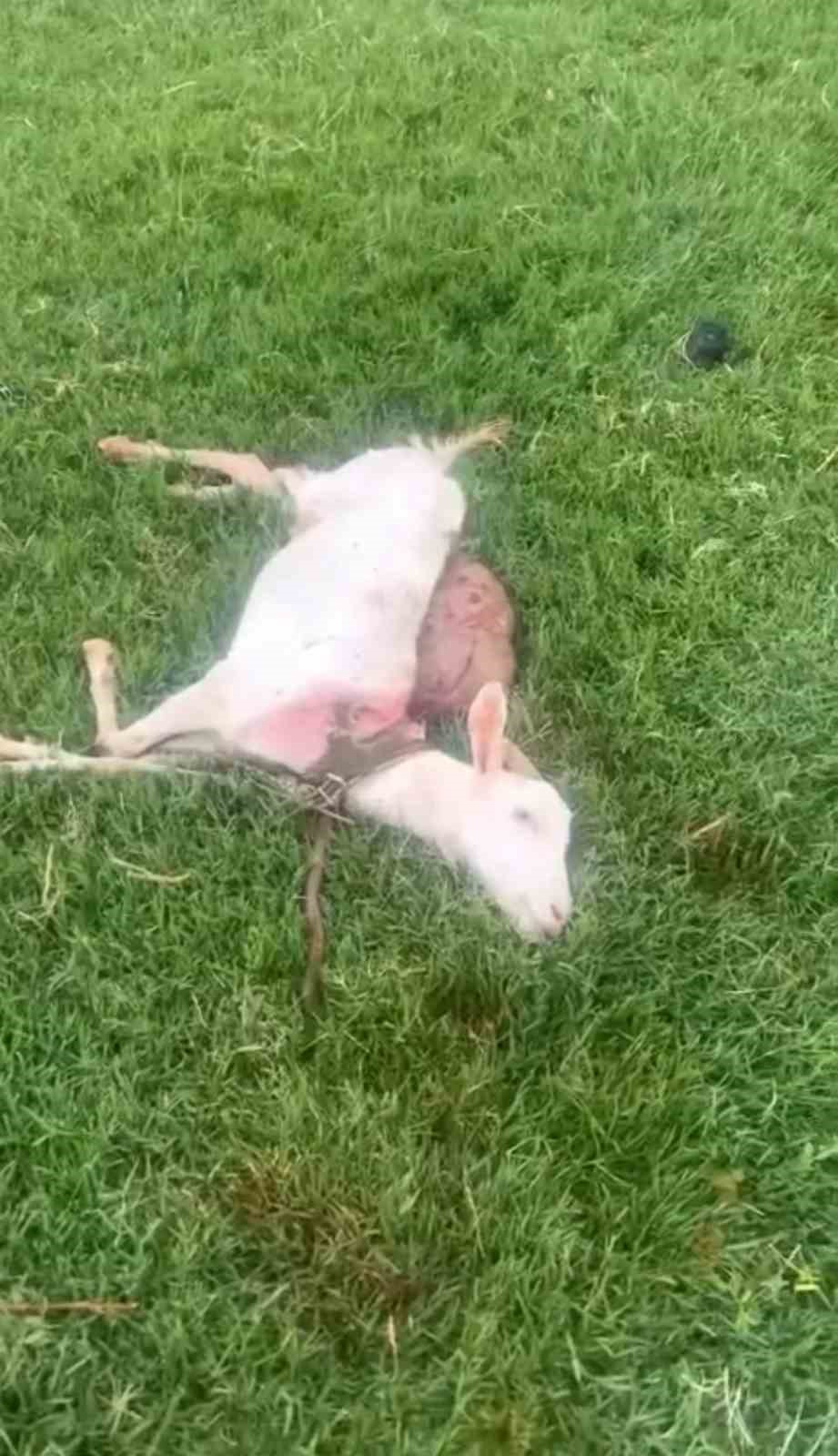 Mardin’de sokak köpekleri iki keçiyi telef etti