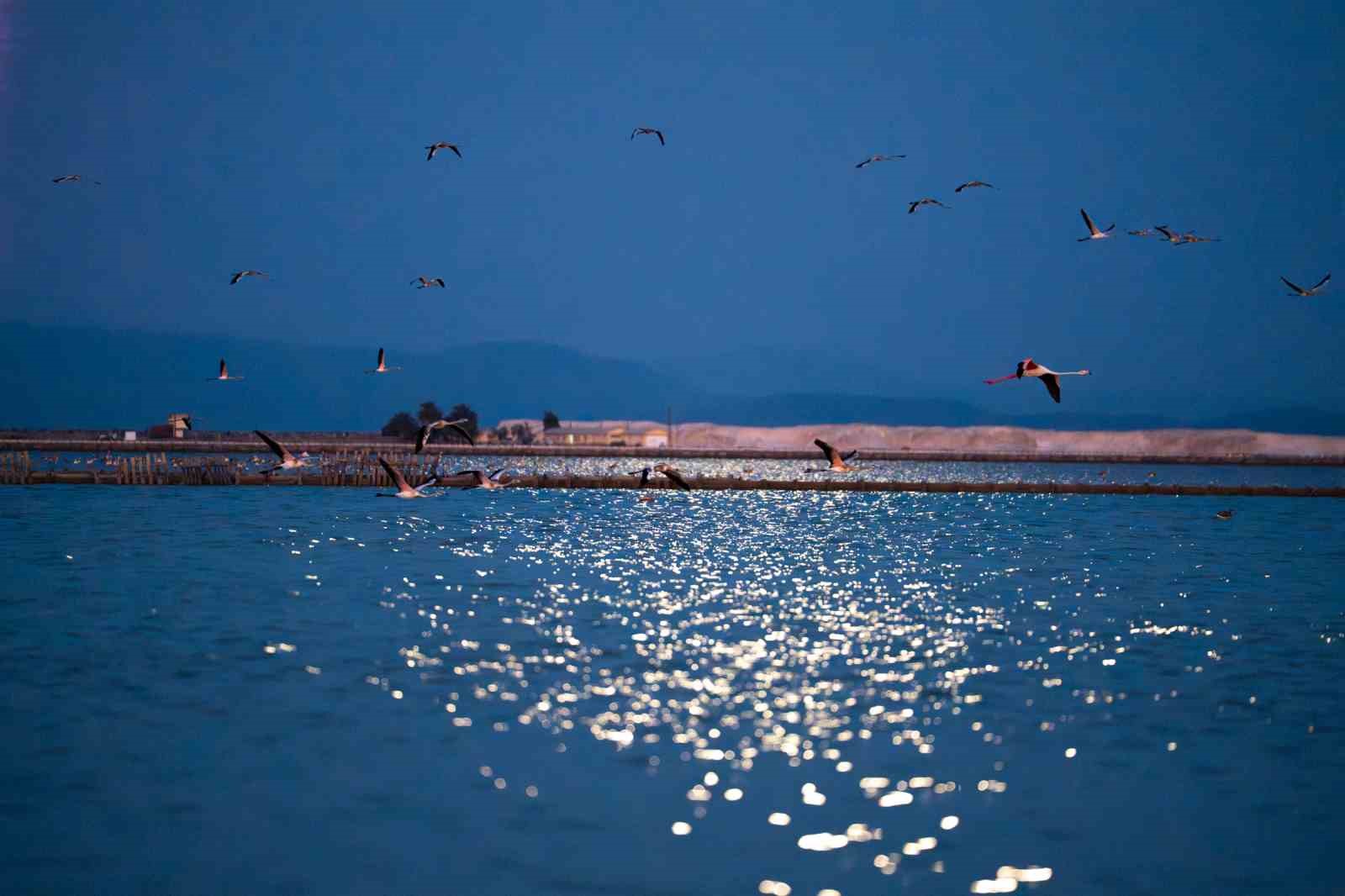 Flamingolar Gediz Deltasına hayat veriyor
