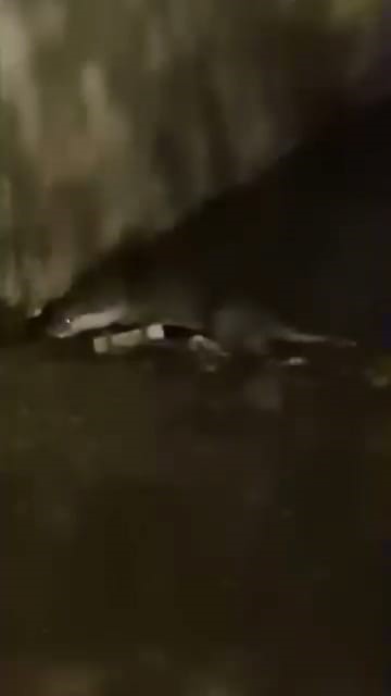 Su samurunu görüntüleyen vatandaş: "Yaradana kurban olayım"
