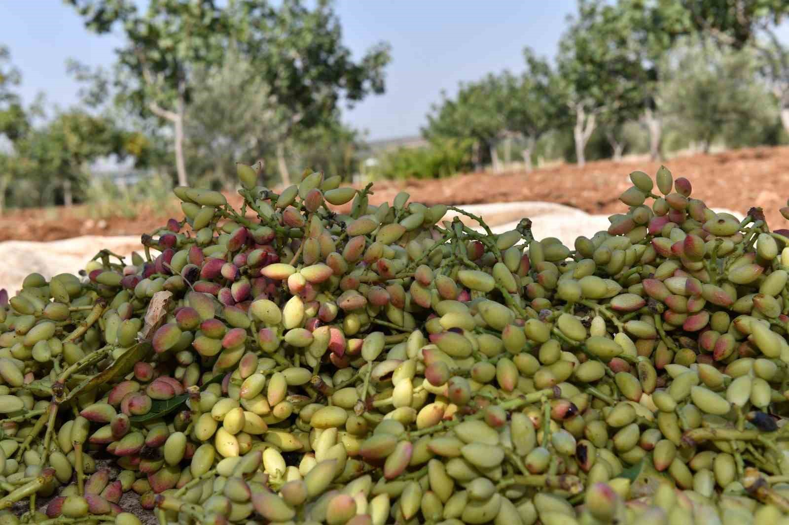 Şanlıurfa’da boz fıstık hasadı başladı

