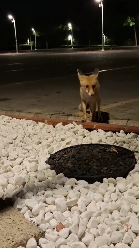 Aç kalan tilkiyi eliyle besledi
