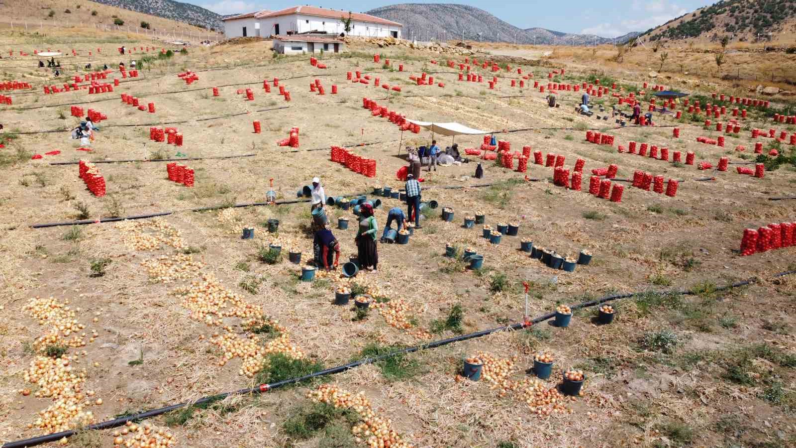 Mevsimlik soğan işçilerin zorlu mesaisi dronla görüntülendi
