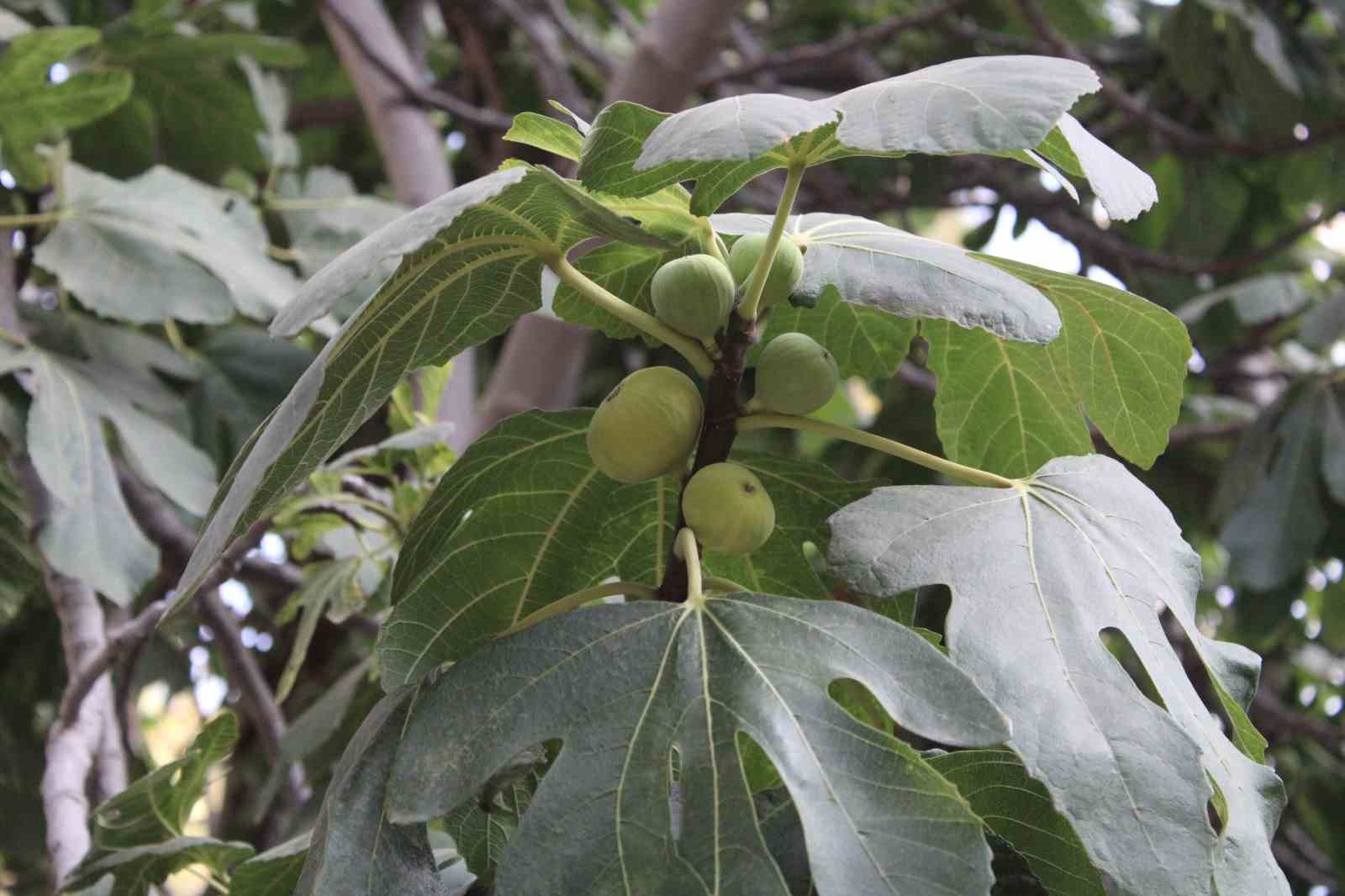 Aydın’dan, iklim değişikliği sorununa doğal çözüm
