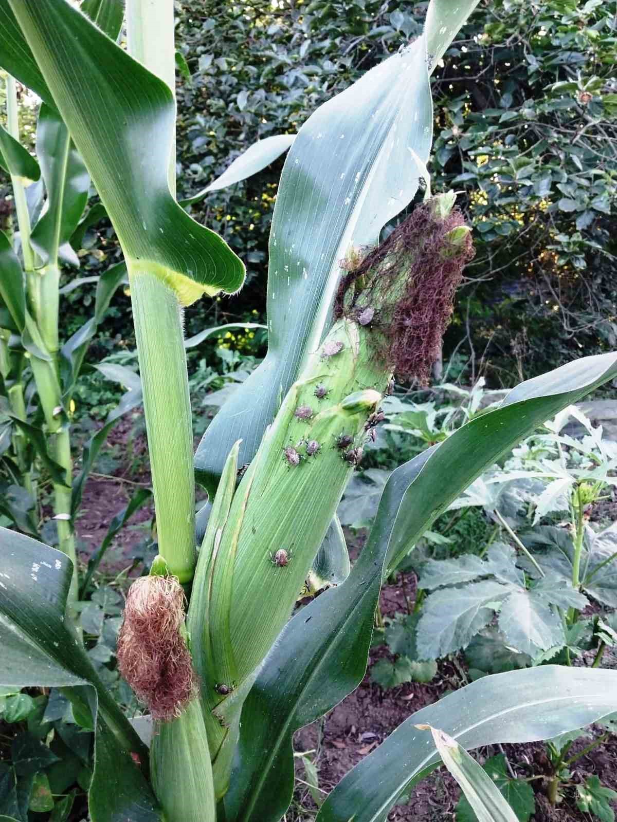 Mısırda kahverengi kokarca ilaçlama zamanı
