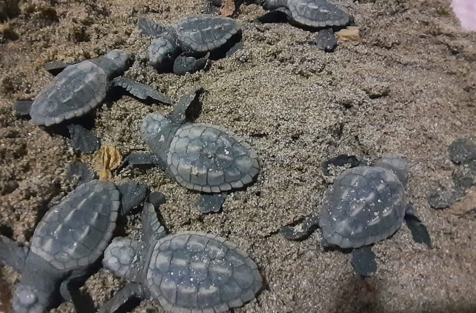 Işık kirliliği yönlerini şaşırttı, gönüllüler kurtardı
