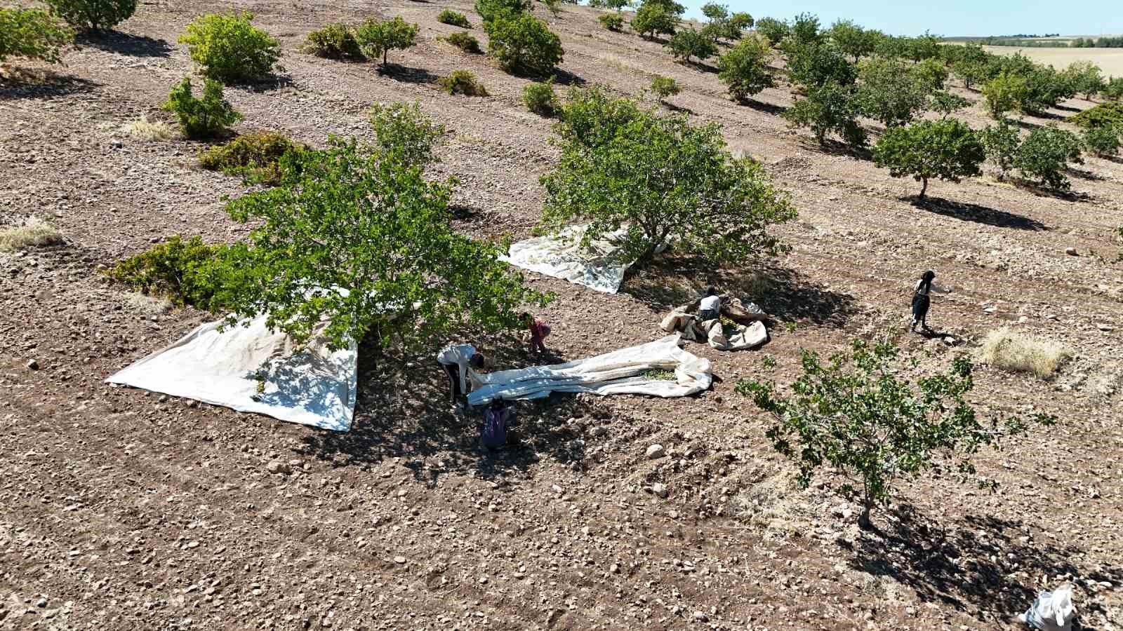 Diyarbakır’da ‘Yeşil altın’ın hasadına başlandı
