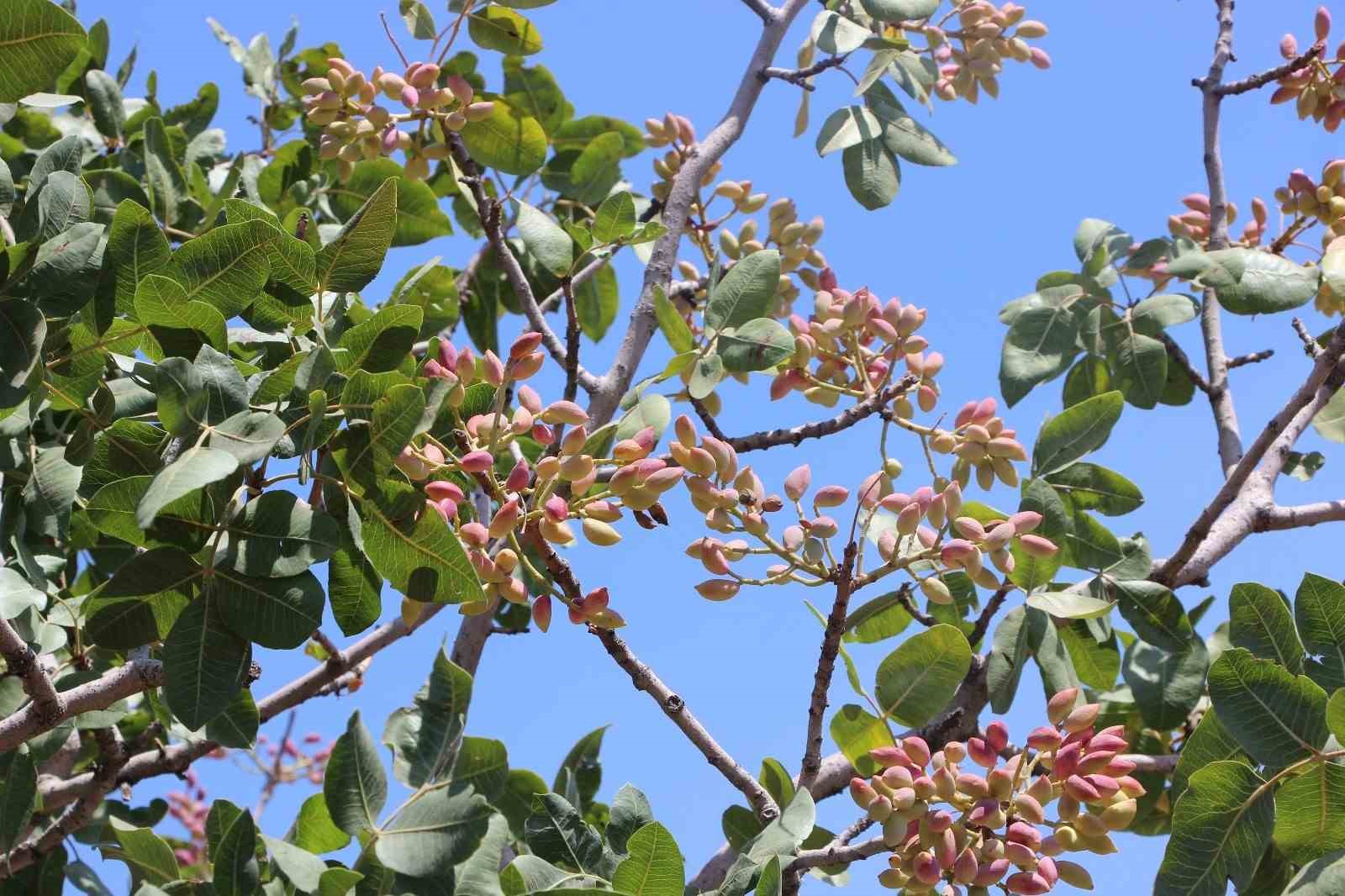 Fıstığın anavatanı Gaziantep’te hasat başladı
