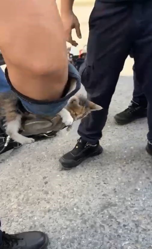 Gurbetçi aileye dönüş zamanı kedi sürprizi