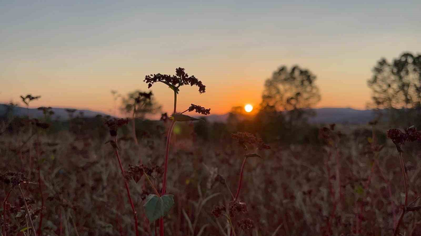 Çölyak hastalarının besin kaynağı karabuğdayın hasadı başladı