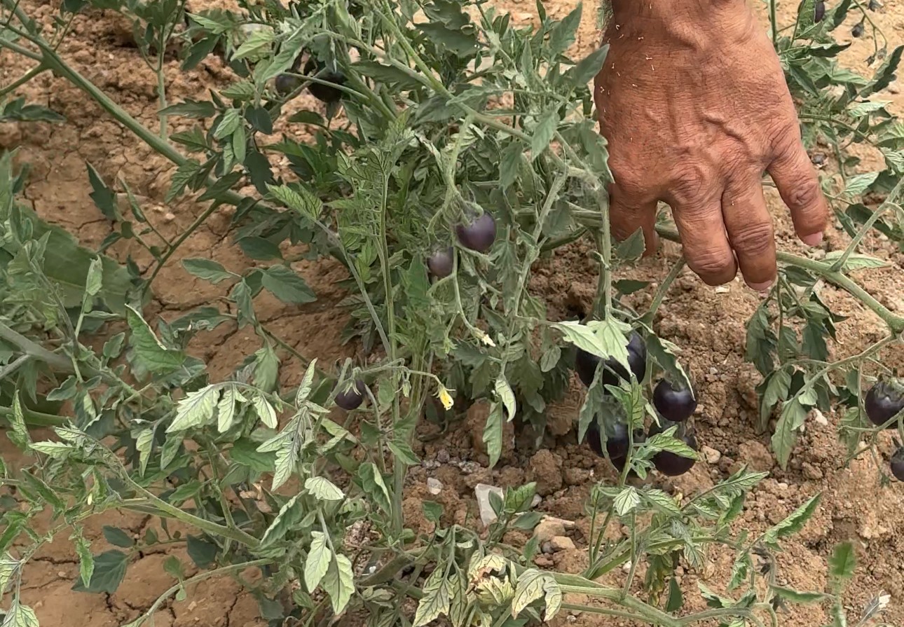 Y&uuml;ksekova&rsquo;da siyah domates 2 senedir aynı &ccedil;ift&ccedil;i tarafından yetiştiriliyor
