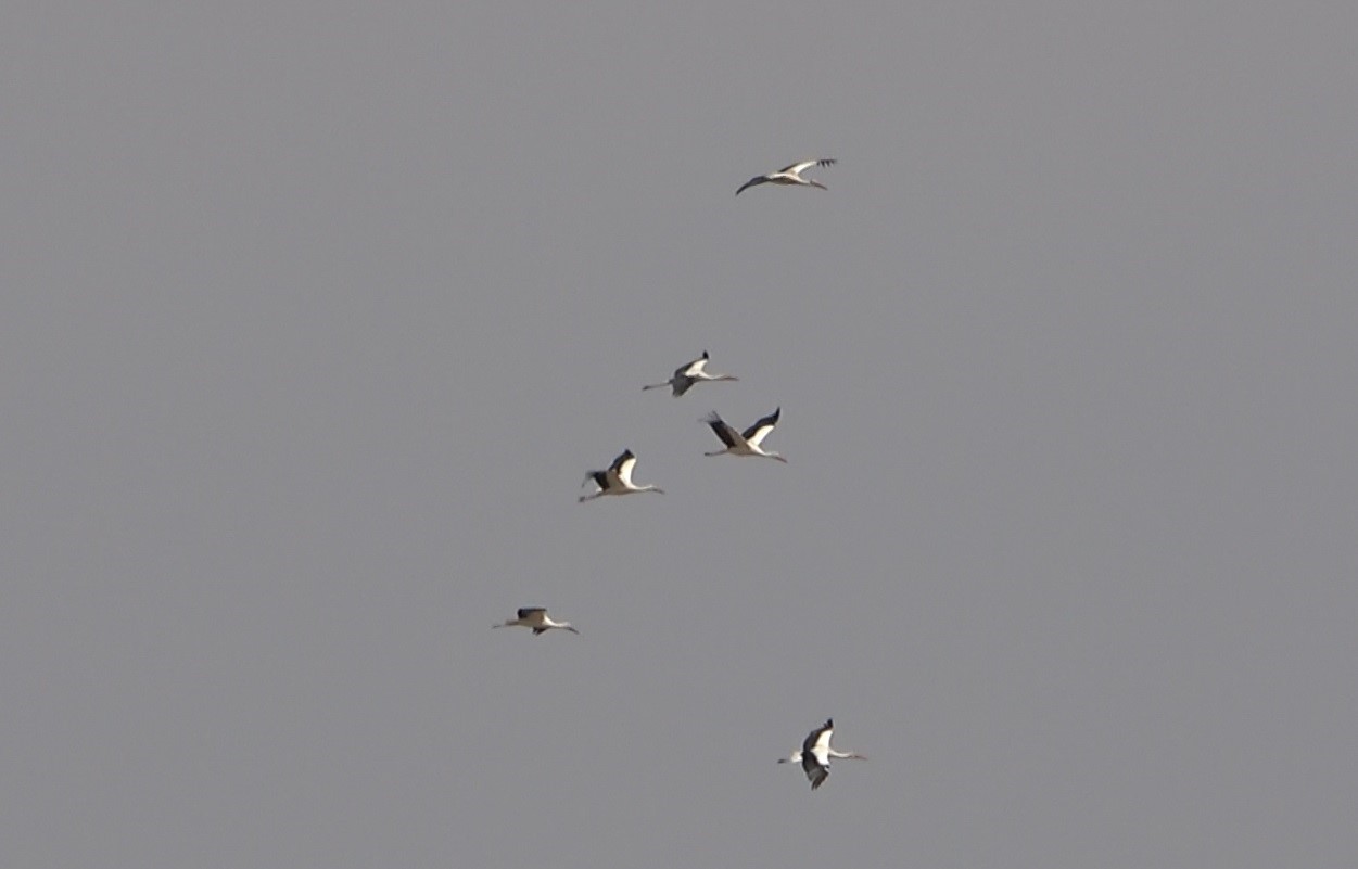 Muş Ovası’nda leylekler büyük göçe hazır
