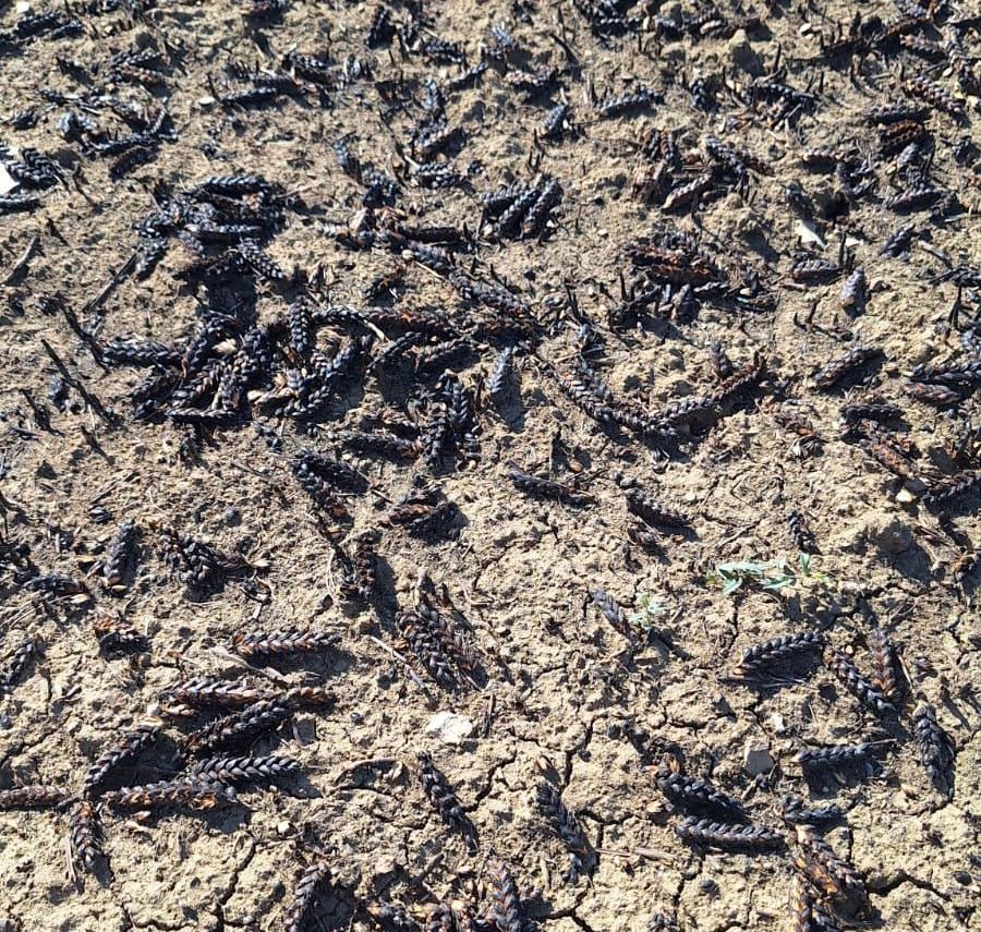 Yangından etkilenen hububat ekili alanlarda hasar tespit çalışması
