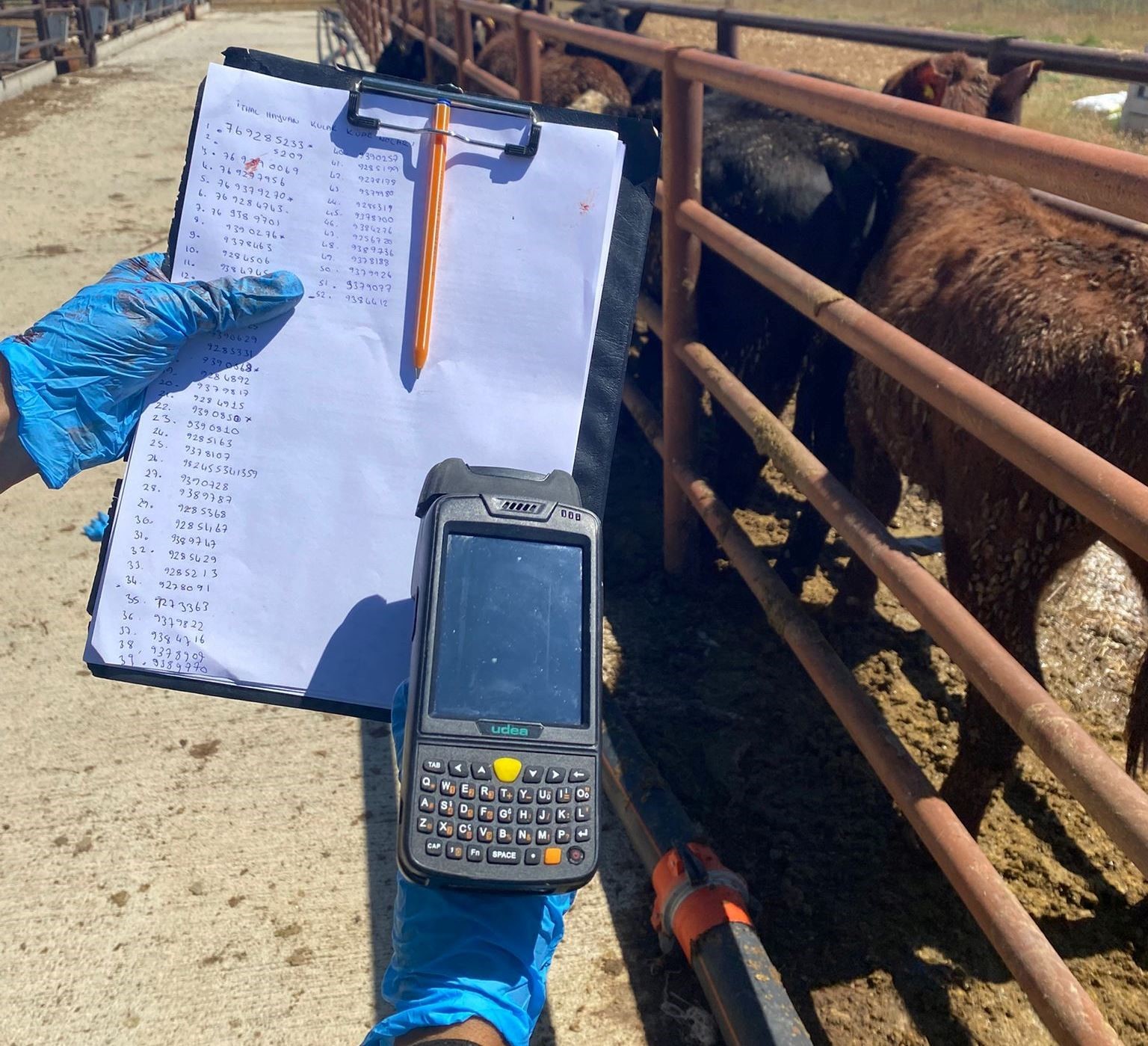 Çavdarhisar’da ithal hayvan kontrolleri yapıldı
