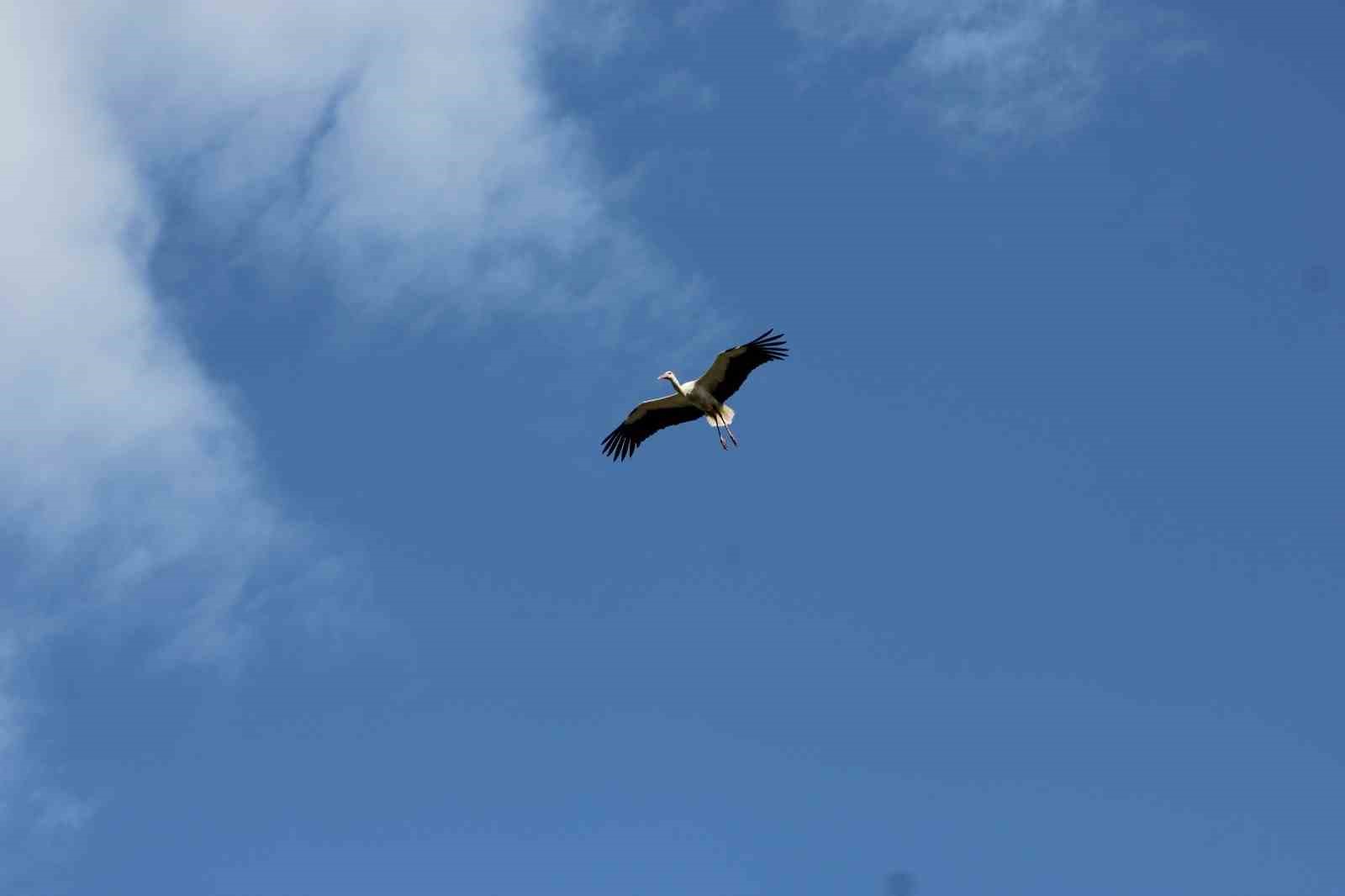 Leylekler g&ouml;&ccedil; yolunda Beyşehir&rsquo;de g&ouml;r&uuml;nt&uuml;lendi

