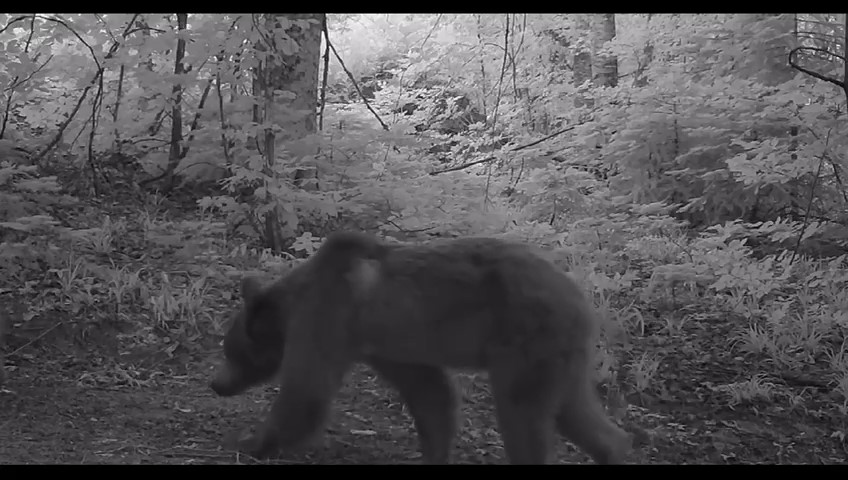Boz ayı yavruları fotokapana takıldı
