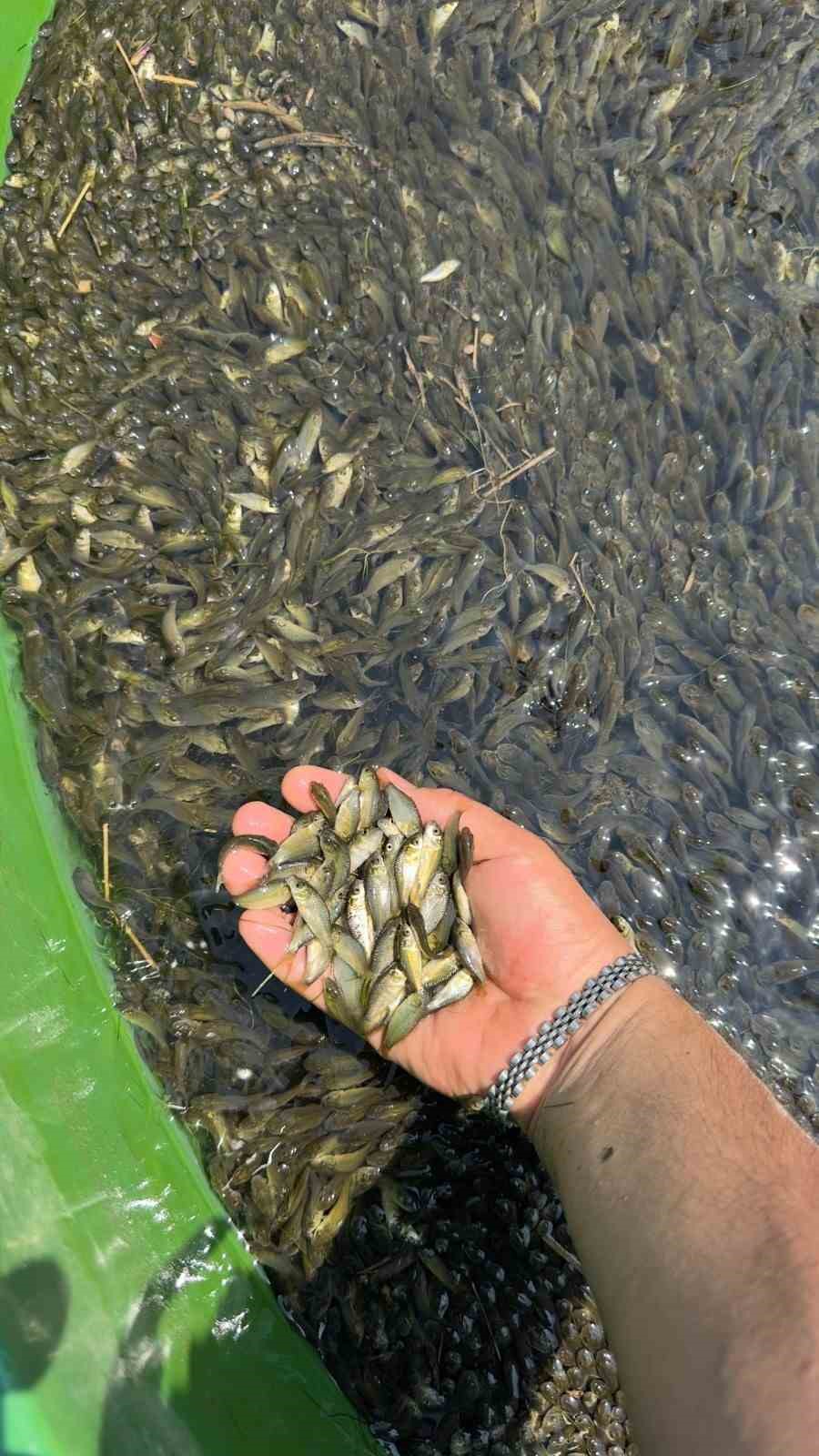 Bolu’dan, Ankara ve Kırıkkale’ye 2.5 milyon yavru sazan gönderildi