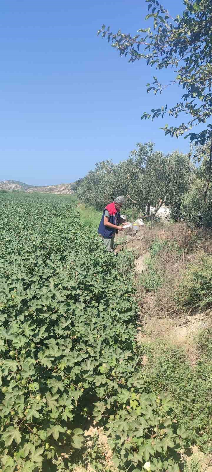 Didim’de zararlı yoğunluğuna rastlanmadı
