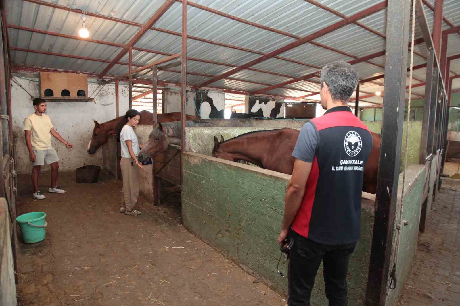 Çanakkale’deki yangınlarda mahsur kalan hayvanlara sağlık taraması
