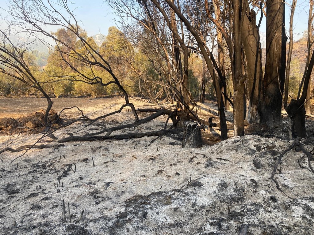 Mersin Anamur’daki orman yangını sürüyor, ekipler havadan ve karadan müdahale ediyor