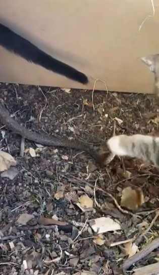 Elazığ’da yavru kedilerin yılanla oynaması kamerada
