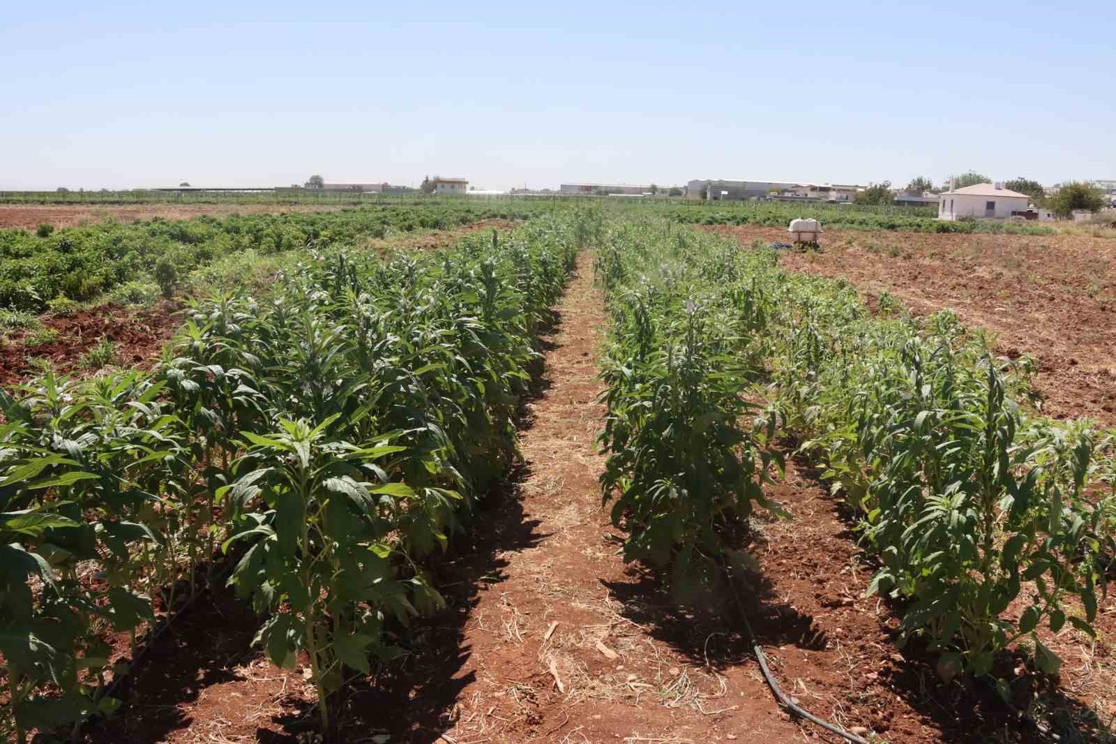 Urfa susamı yeniden tezgahlara inecek
