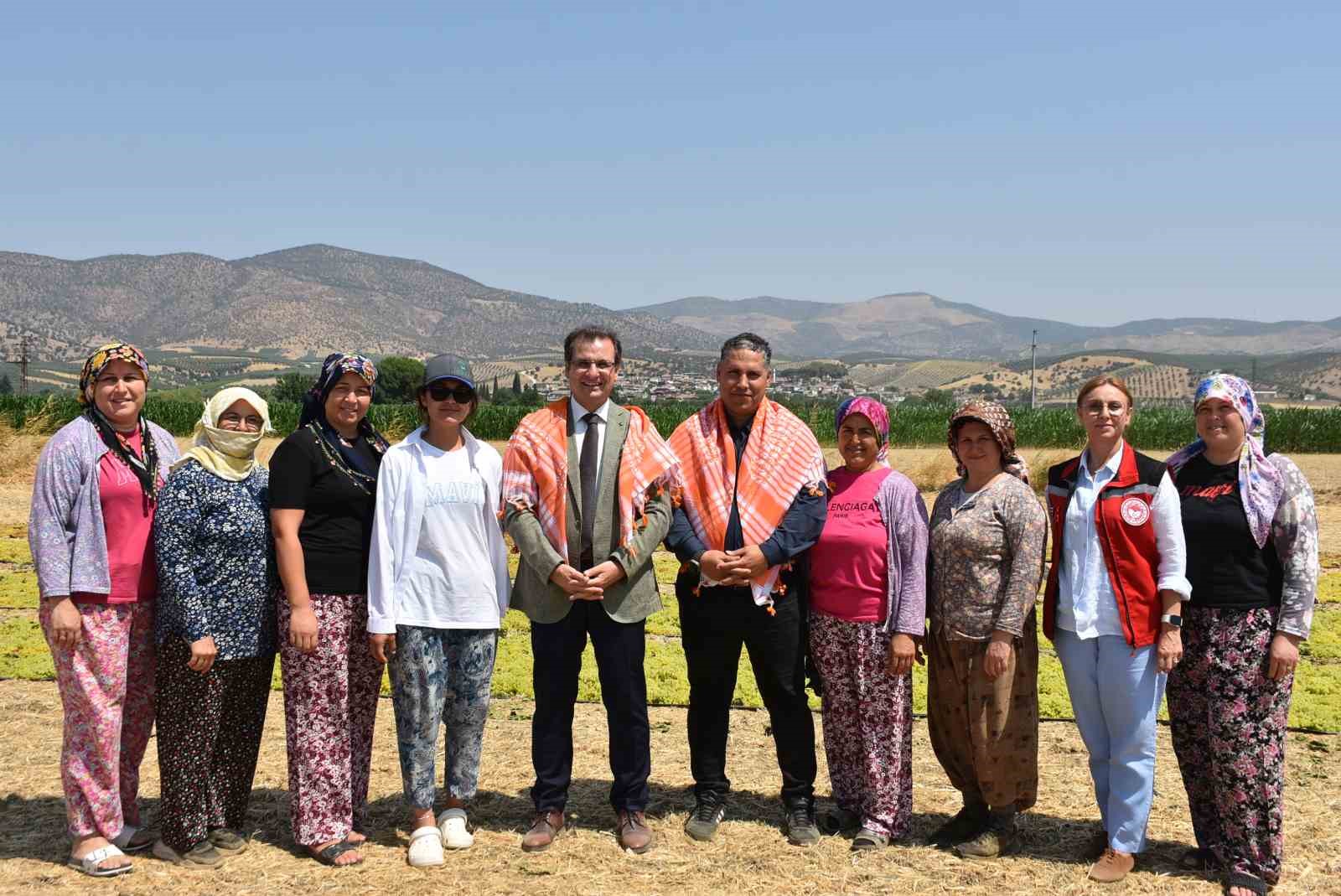 Salihli Kaymakamı Güldoğan üzüm hasadı yaptı
