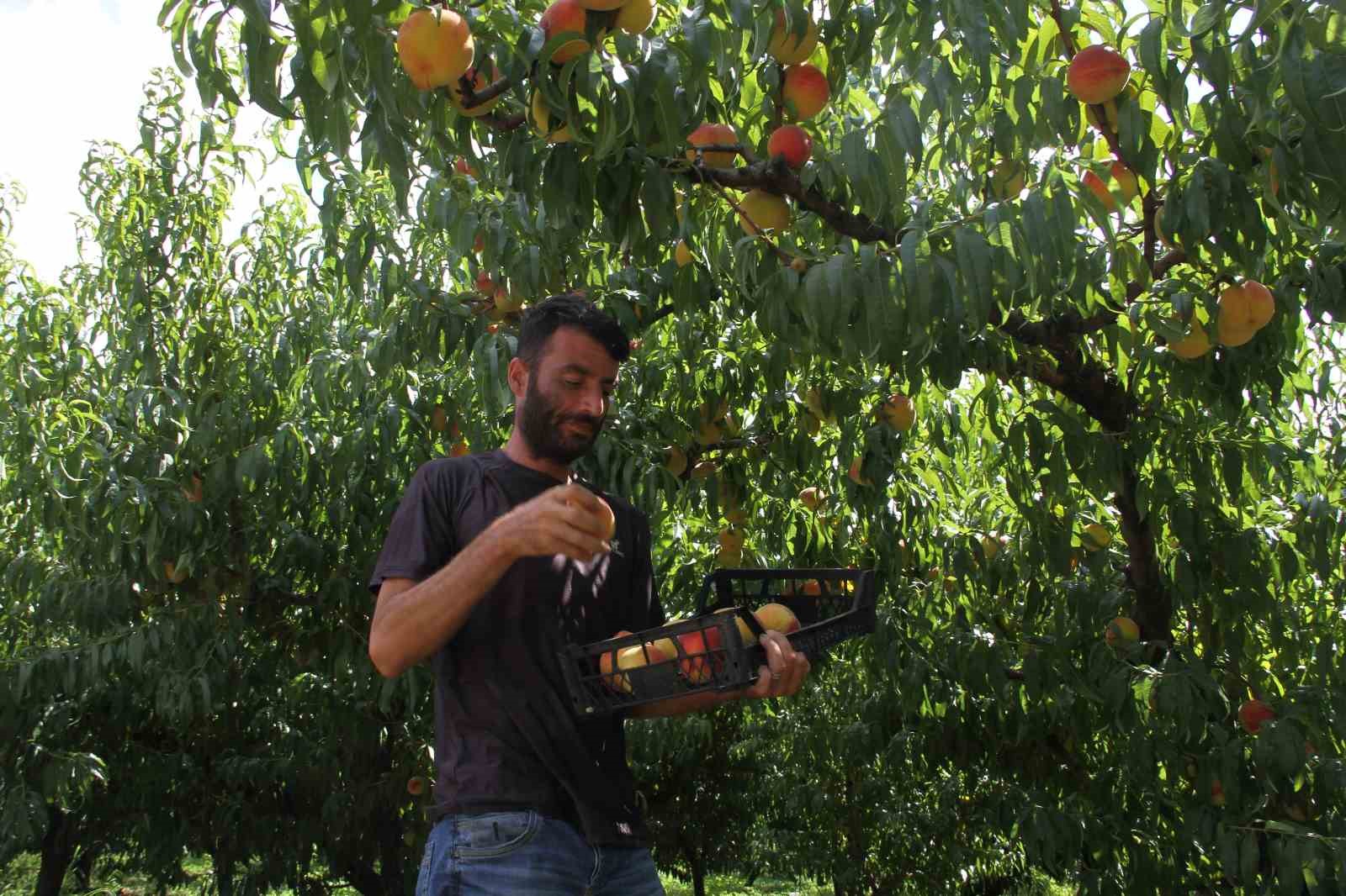 Çarşamba şeftalisinde hasat zamanı
