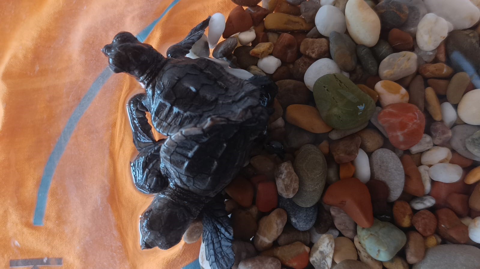 Antalya’da bulunan siyam ikizi caretta
