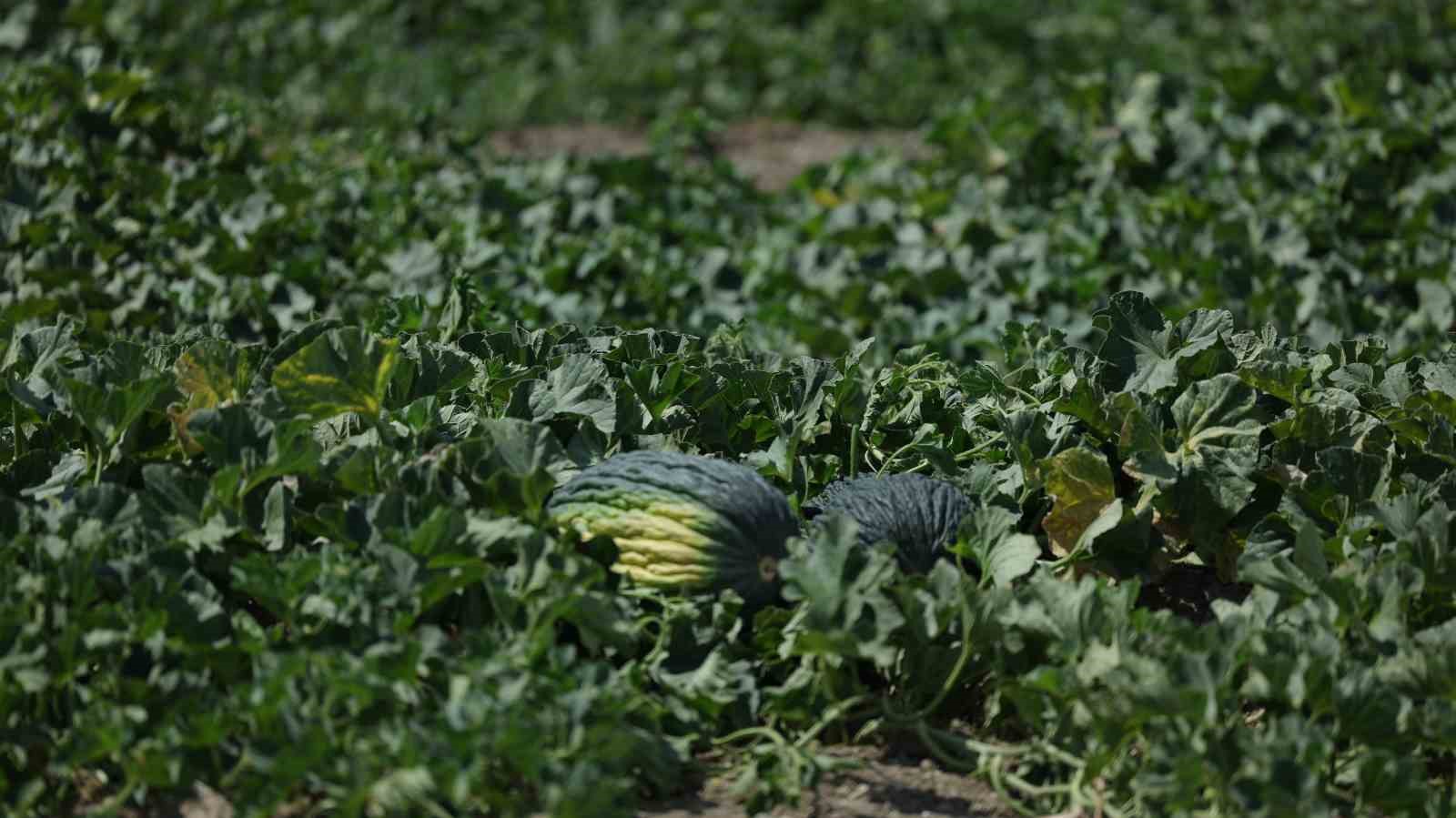 Kahramankazan kavunu için umutlar yeşerdi
