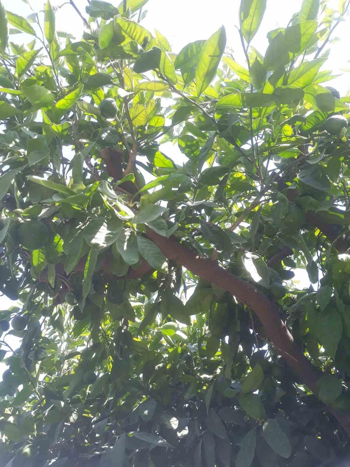 Söke’de narenciye bahçeleri kontrol edildi
