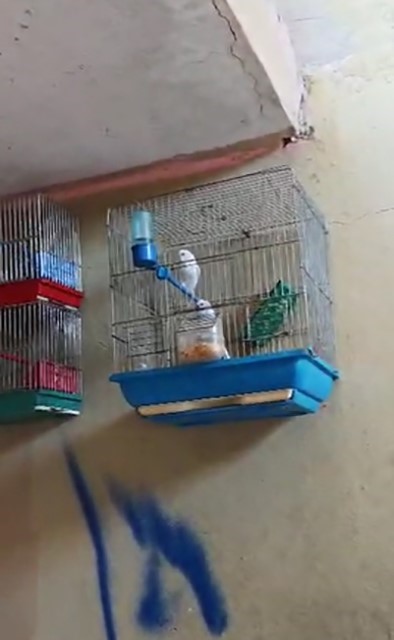 Evinde saka kuşu bulunan şahsa 151 bin 200 lira para cezası
