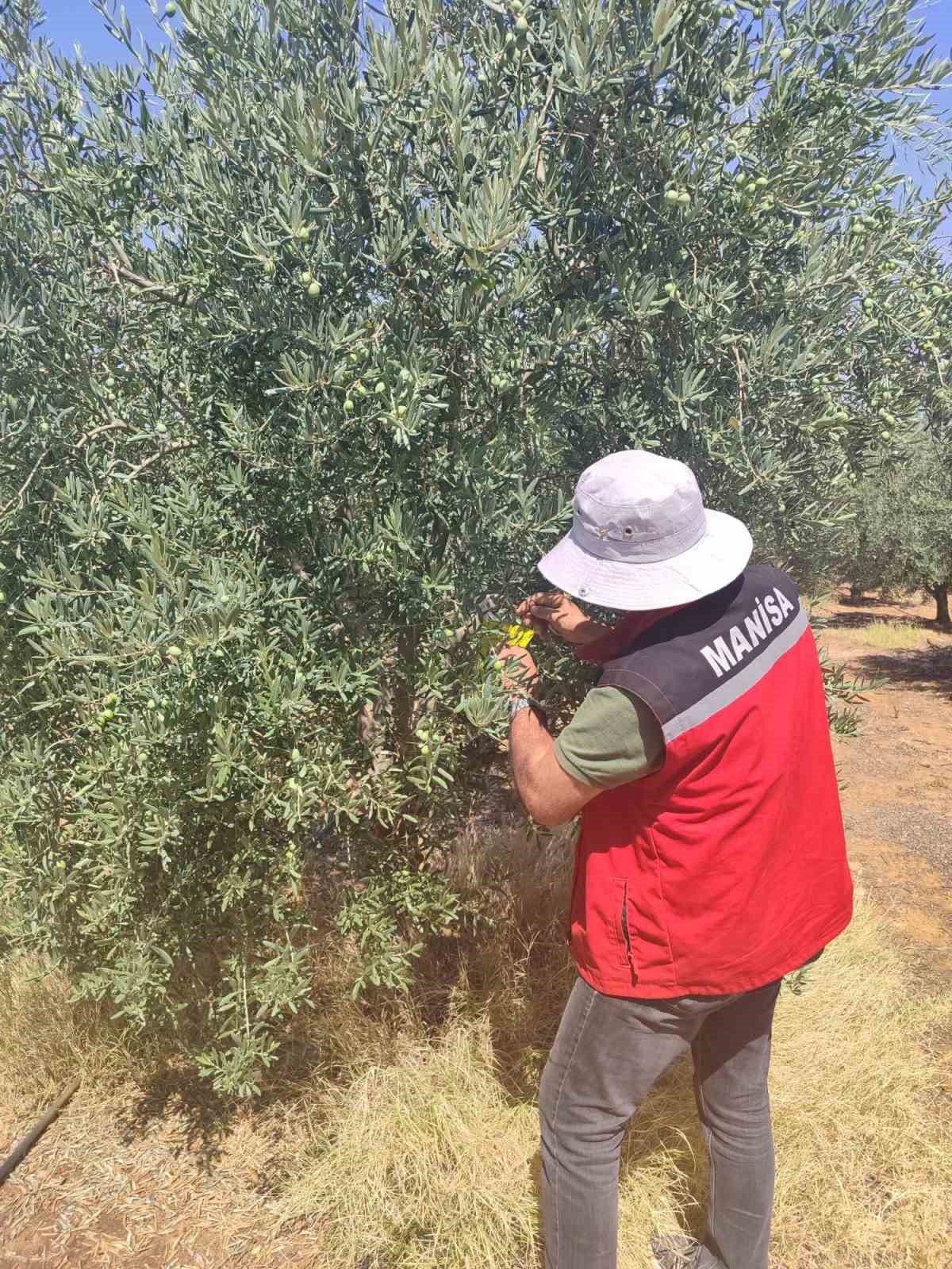 Salihli İl&ccedil;e Tarımdan &lsquo;zeytin sineği&rsquo; uyarısı
